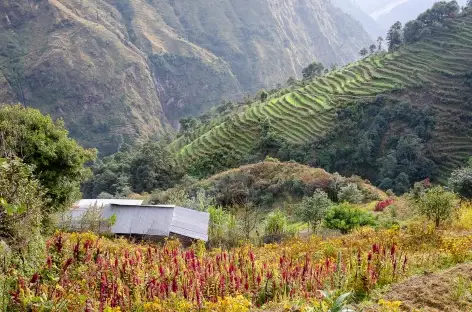 Sous Barpak - Manaslu - Népal