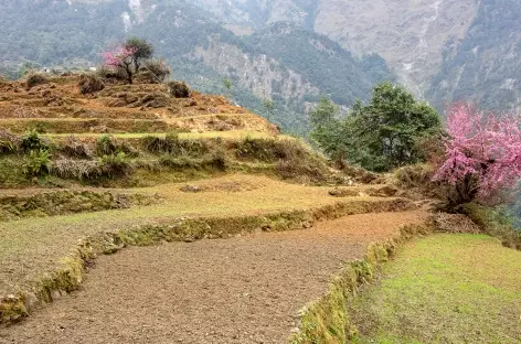 Entre Singla et Khorla- Manaslu - Népal