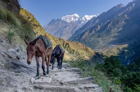 Vue sur le Sringi Himal Tsum vallée- Népal