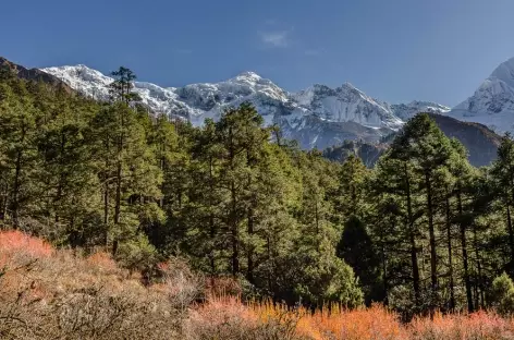 Entre Bimtang et Tilje -Manaslu Népal