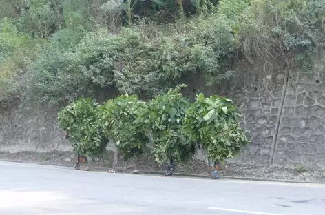Récoltes de feuilles près de Bandipur - 