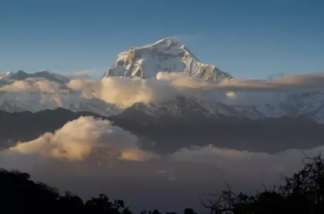 Dhaulagiri depuis Ghorepani