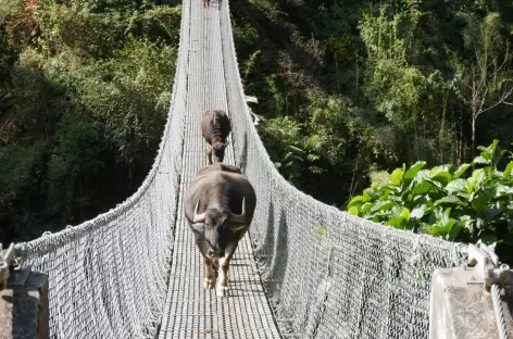 Pont entre Chomrong et Sinua