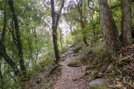 Forêt - Langtang