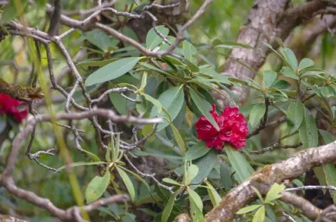Rhododendrons - Langtang