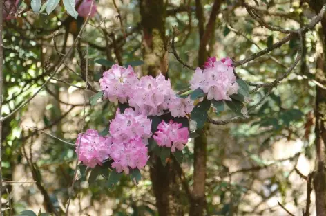 Rhododendrons - Langtang
