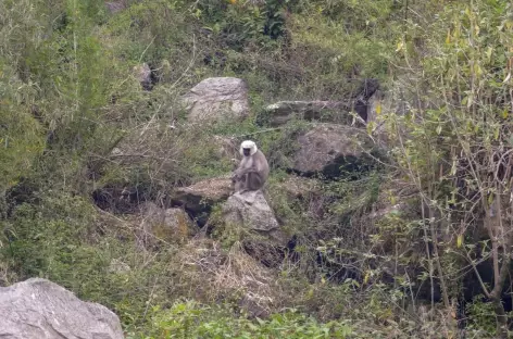 Langur - Langtang