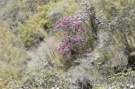 Rhododendrons - Langtang