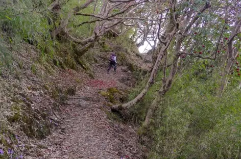 Vers Gopte - Langtang