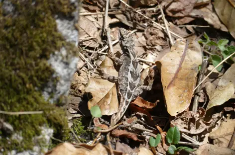 Petit lézard népalais