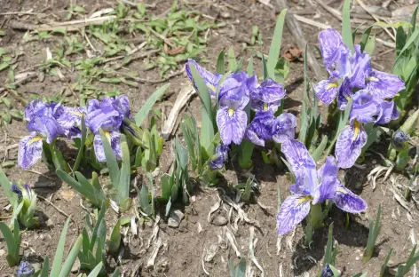 Fleurs de montagne - Langtang
