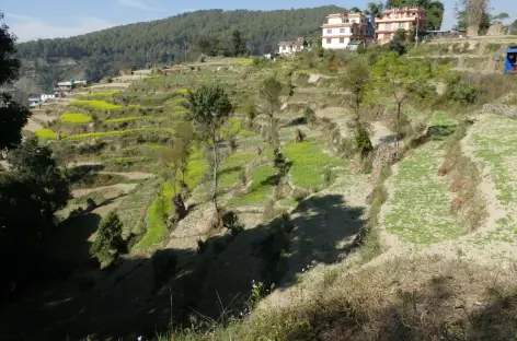 Campagne, Vallée de Kathmandu