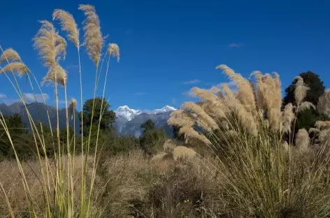 Le Mont Cook (3754 m) depuis le village de Fox Glacier - Nouvelle Zélande