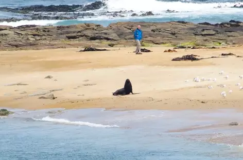 Lion de mer sur la côte des Catlins - Nouvelle Zélande