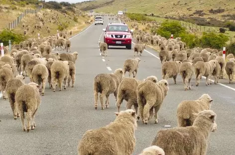 Sur la route... - Nouvelle Zélande