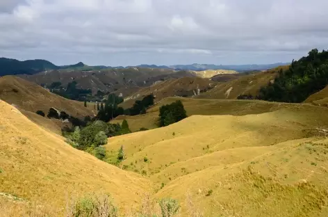 Sur la route dans les montagnes de Wanganui - Nouvelle Zélande