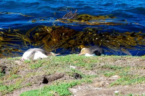 Manchots au yeux jaunes vers Katitki Point - Nouvelle Zélande