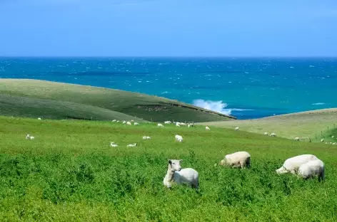 Côte sauvage des Catlins - Nouvelle Zélande