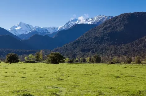 Dans les environs de Franz Josef, au loin le Mt Cook (3754 m) - Nouvelle Zélande