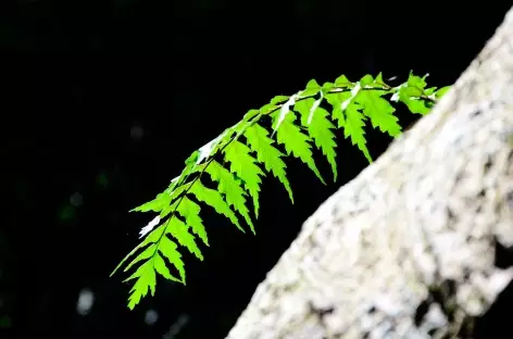 Branche de fougère, emblème de la Nouvelle Zélande !