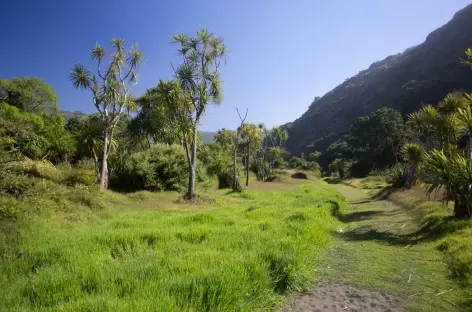 Végétation typique, Zion Hill Track - Nouvelle Zélande
