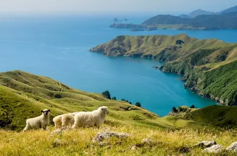 Randonnée sur le Queen Charlotte Track - Nouvelle Zélande