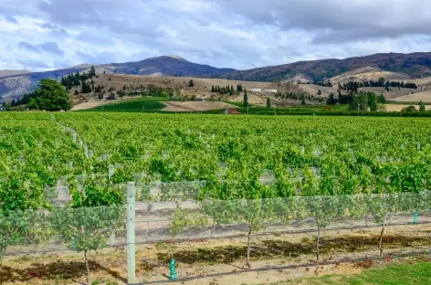 Vignoble vers Renwick - Nouvelle Zélande