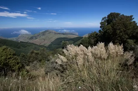 Rando sur les hauteurs d'Akaroa, péninsule de Banks - Nouvelle Zélande - 