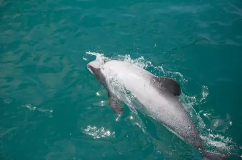 Croisière depuis Akaroa et observation des dauphins Hector - Nouvelle Zélande - 