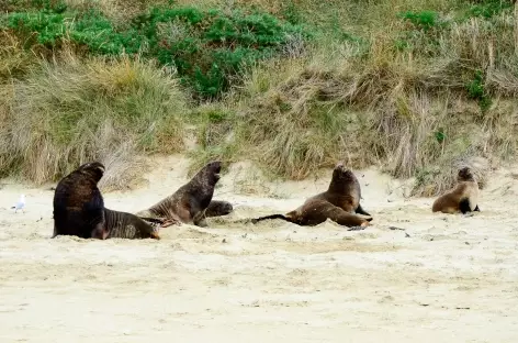 Lions de mer sur la côte des Catlins - Nouvelle Zélande