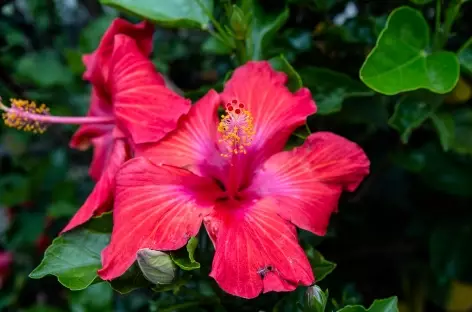 Fleur locale - Nouvelle Zélande