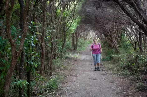 Sur le Queen Charlotte Track - Nouvelle Zélande