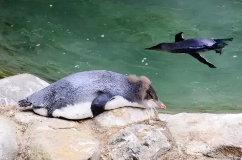 Pingouins aux yeux jaunes, Péninsule d'Otage - Nouvelle Zélande