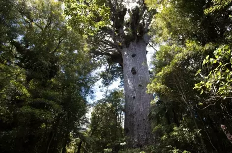 Tane Mahuta, the Lord of the Forest - Nouvelle Zélande