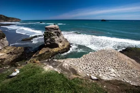 Colonie de Fous de Bassan, Muriwai - Nouvelle Zélande