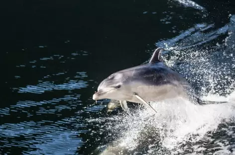 Dauphins dans le Doubtful Sound - Nouvelle Zélande