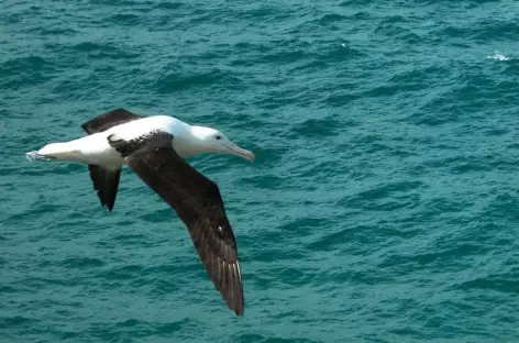 Albatros en vol, Taiaroa Head - Nouvelle Zélande