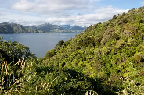 Littoral vers les Marlborough Sounds - Nouvelle Zélande - 