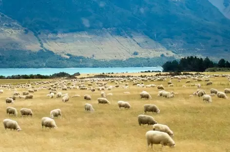 River est du lac Wakatipu - Nouvelle Zélande - 