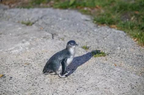 Pingouin bleu à Oamaru_Nouvelle Zélande - 