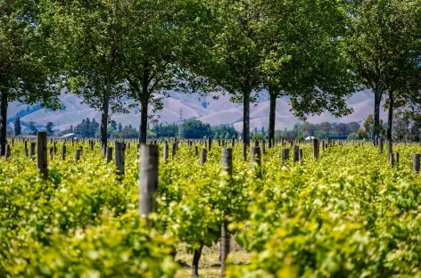 Vignobles néo-zélandais_Gisborne - 