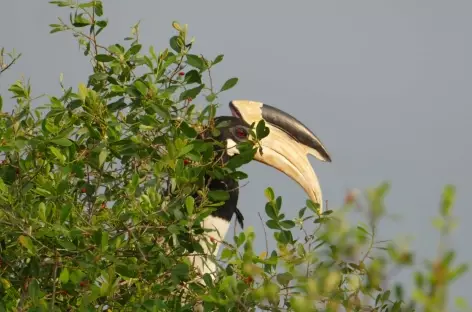 Calao - Parc de Yala