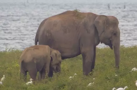 Eléphant et son petit - Gal Oya