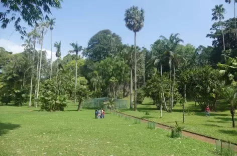 Jardin botanique royal de Peradeniya - Kandy