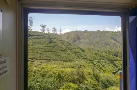 Collines et champs de thé depuis le train