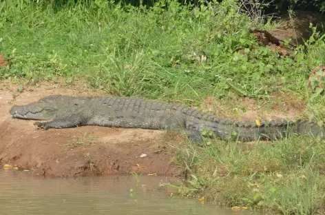 Crocodile - Parc national de Yala