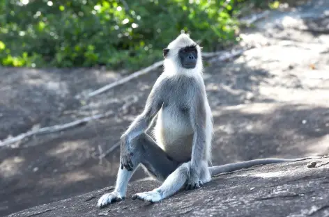 Parc national de Lunugamvehera - Sri Lanka - 