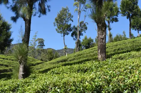 Dans les plantations de thé du Sri Lanka - 