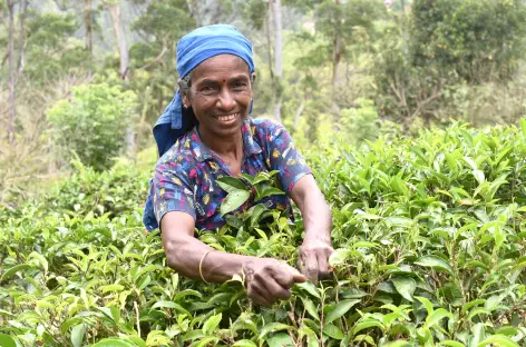 Dans les plantations de thé autour de Nuwara Eliya - Sri Lanka - 