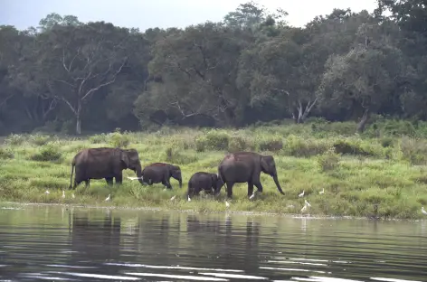 Eléphant dans le Parc national de Gal Oya - Sri Lanka - 